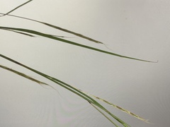 Poaceae
