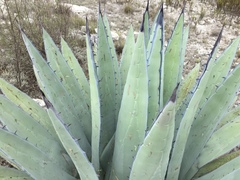 Agave applanata