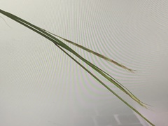 Poaceae