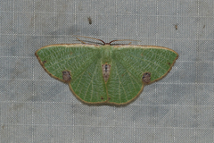 Lophorrhachia rubricorpus