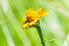 Tithonia thurberi