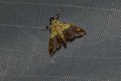 Agrotera citrina