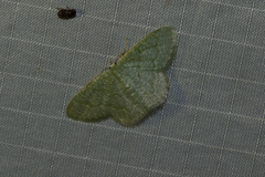 Phaiogramma faustinata