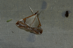 Viettessa margaritalis