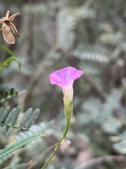 Ipomoea costellata