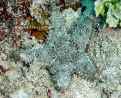 Asteropsis carinifera