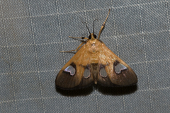 Ulopeza flavicepsalis