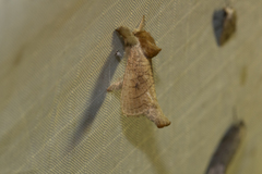 Lebedodes rufithorax