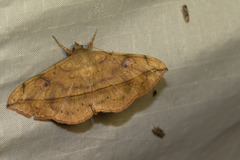 Anticarsia rubricans