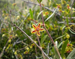Periploca laevigata angustifolia