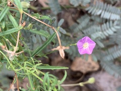 Ipomoea costellata