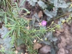 Ipomoea costellata