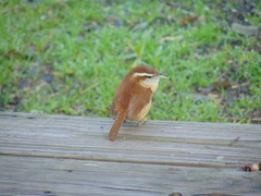 Thryothorus ludovicianus