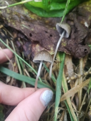 Mycena polygramma