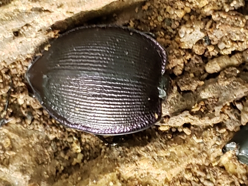 Unicolor Snail-eating Beetle photo 5