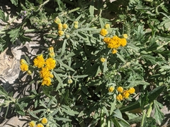 Picradeniopsis oppositifolia