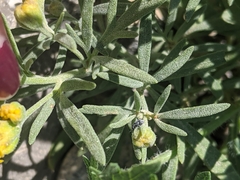 Picradeniopsis oppositifolia