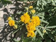 Picradeniopsis oppositifolia