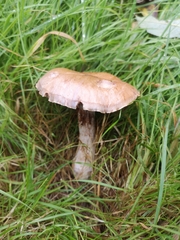 Rozites