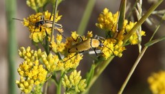 Chauliognathus misellus