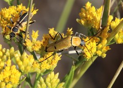 Chauliognathus misellus