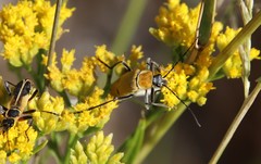 Chauliognathus misellus