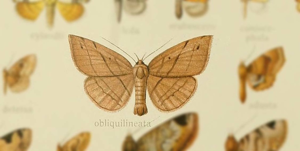 Eurogramma