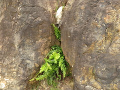 Blechnum punctulatum punctulatum