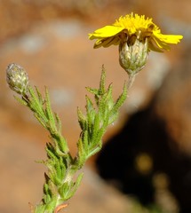 Rhynchopsidium pumilum