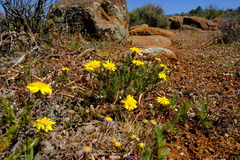 Rhynchopsidium pumilum