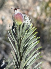 Phylica willdenowiana