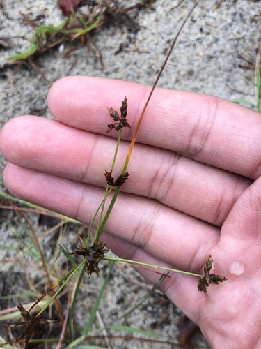 Image of Gray's Flatsedge by (c) Dax Ledesma, some rights reserved (CC BY)