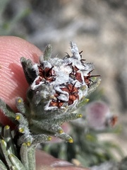 Phylica willdenowiana