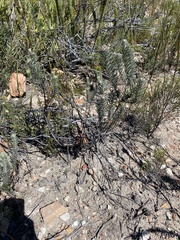 Phylica willdenowiana