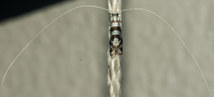 Ceromitia wahlbergi