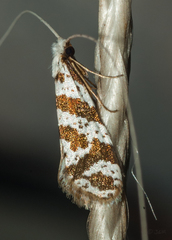 Ceromitia wahlbergi