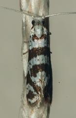 Ceromitia wahlbergi