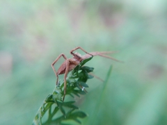 Pisaura