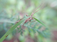 Pisaura