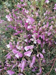 Lamourouxia dasyantha