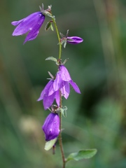 Campanula olympica