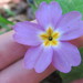 Primula heterochroma - Photo (c) farzanhbt, μερικά δικαιώματα διατηρούνται (CC BY-NC)