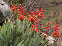 Fan Aloe (Aloe plicatilis)