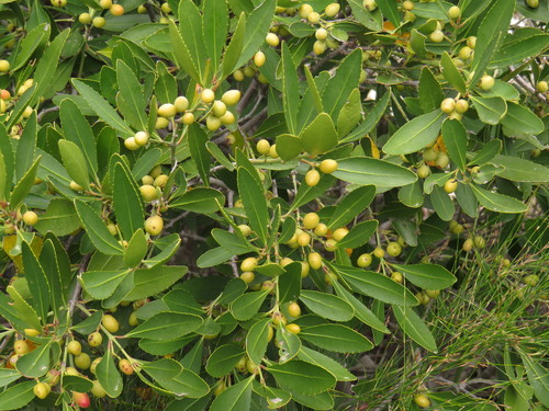 Elaeodendron schinoides, photograph 2