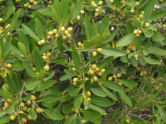 Jeremy Gilmore, CC BY, iNaturalist via GBIF Elaeodendron schinoides, photograph Jeremy Gilmore, CC BY, iNaturalist via GBIF