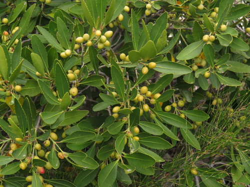 Elaeodendron schinoides, photograph 1