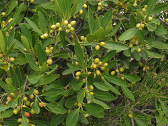 Jeremy Gilmore, CC BY, iNaturalist via GBIF Elaeodendron schinoides, photograph Jeremy Gilmore, CC BY, iNaturalist via GBIF
