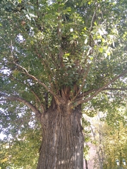Populus