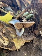 Stropharia