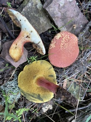 Xerocomellus armeniacus